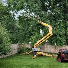 Best Tree Maintenance Programs  in Fort Llins, CO