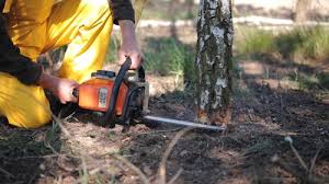 Best Storm Damage Tree Cleanup  in Fort Llins, CO