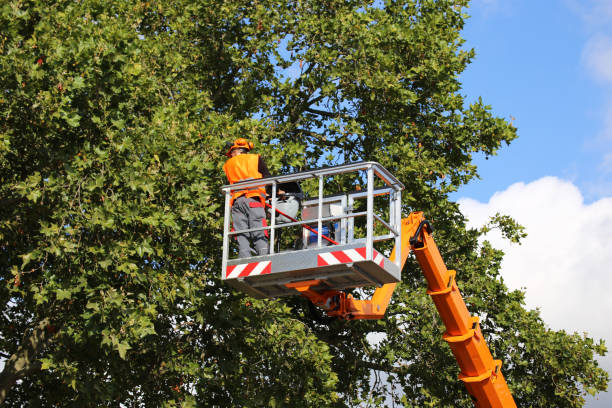 Best Fruit Tree Pruning  in Fort Llins, CO