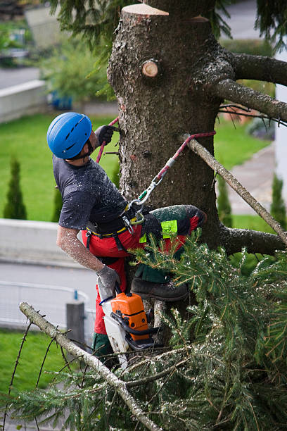 Best Tree and Shrub Care  in Fort Llins, CO