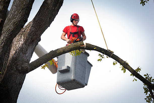  Fort Llins, CO Tree Services Pros